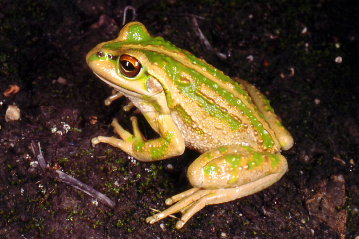 Motorbike frog