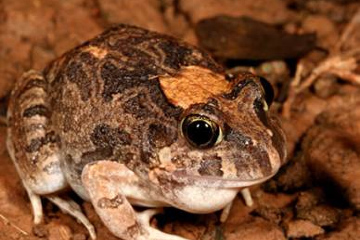 Ornate Burrowing frog