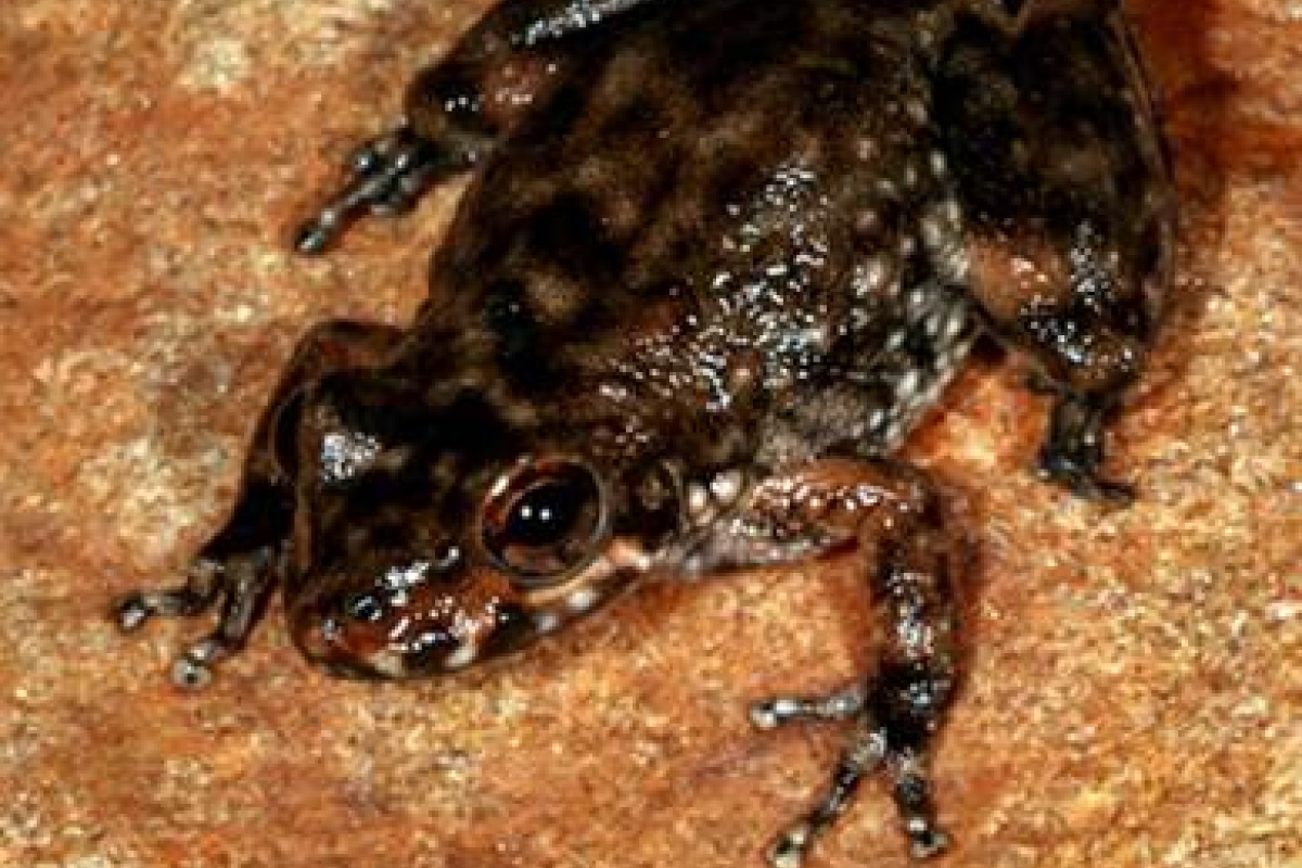 Rockhole frog