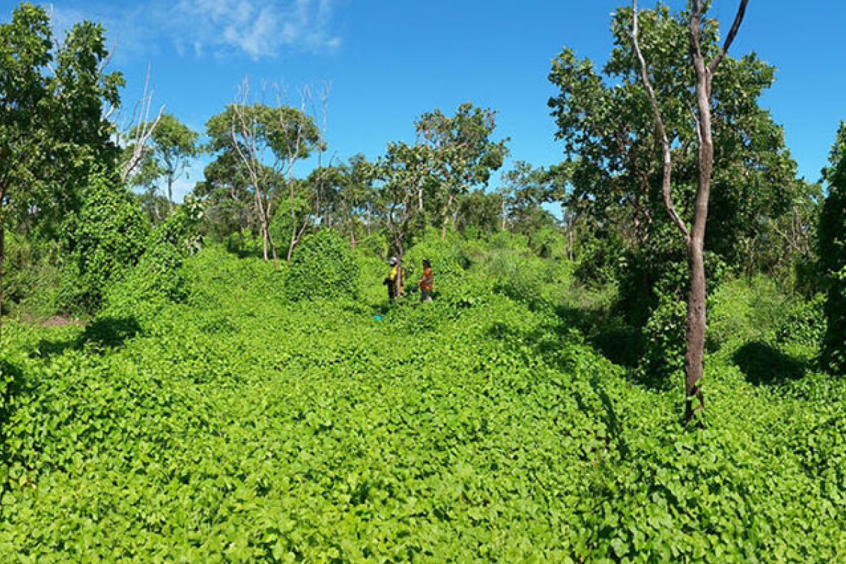 Stinking passionflower (Passiflora foetida). Photo by Bruce Webber/CSIRO