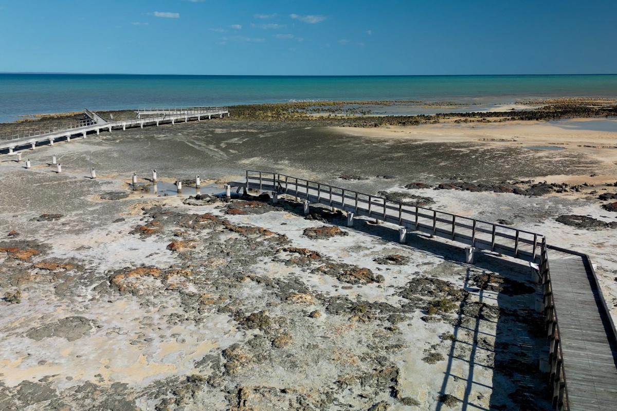 Hamelin Pool stromatolites