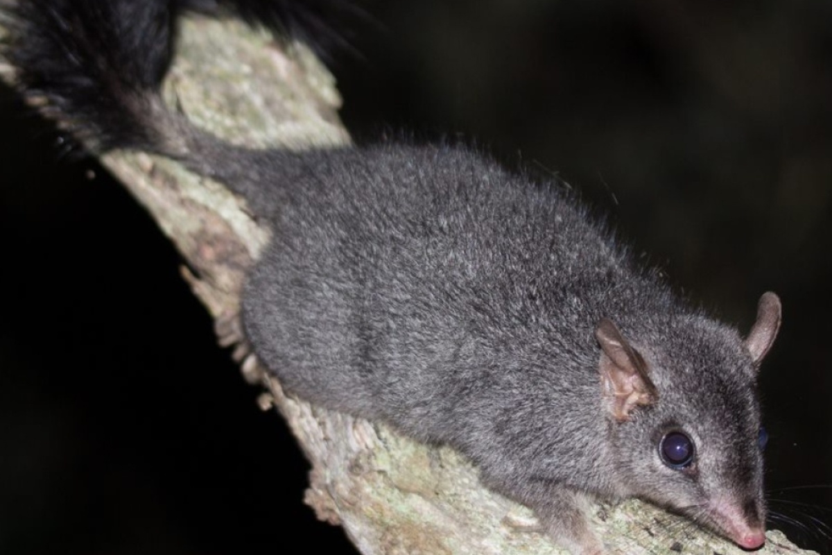 Brush-tailed phascogale