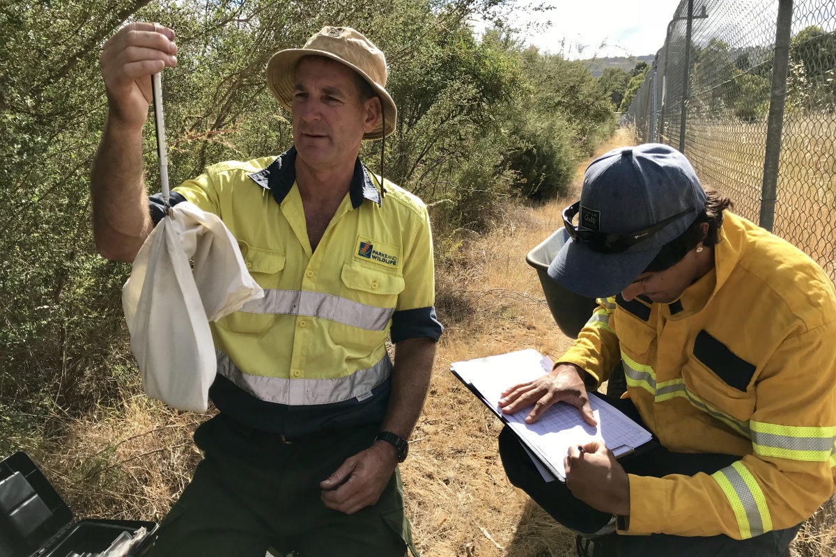 Ellenbrook quenda trapping, Ash Millar DBCA