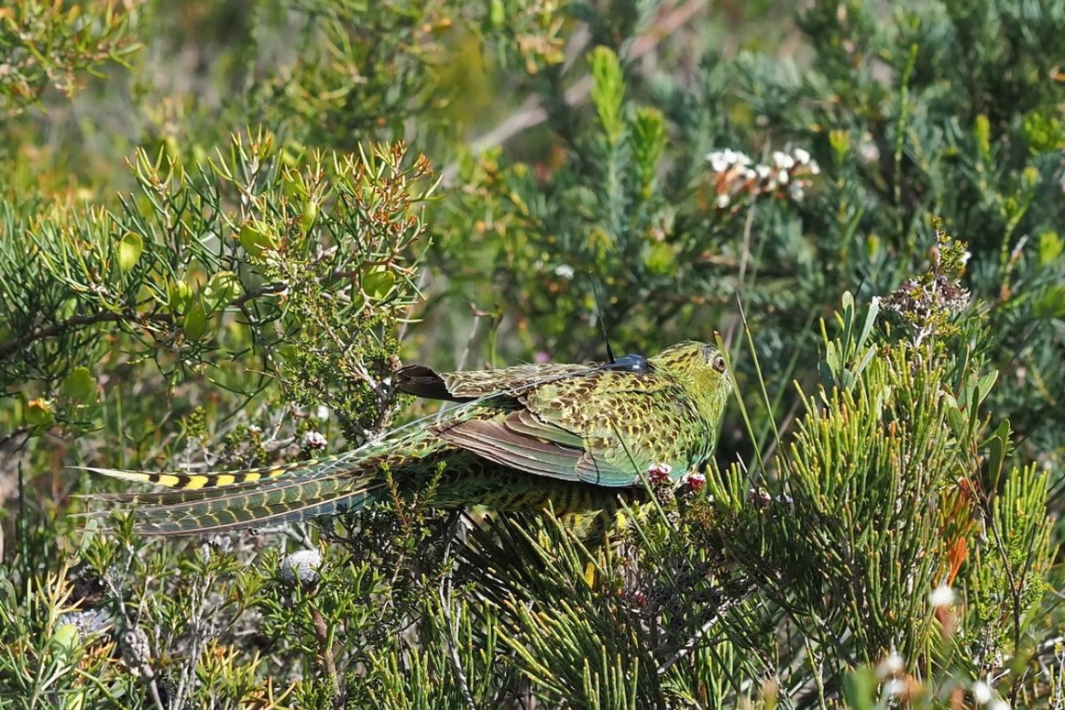 Western ground parrot in Cape Arid National Park, Alan Danks