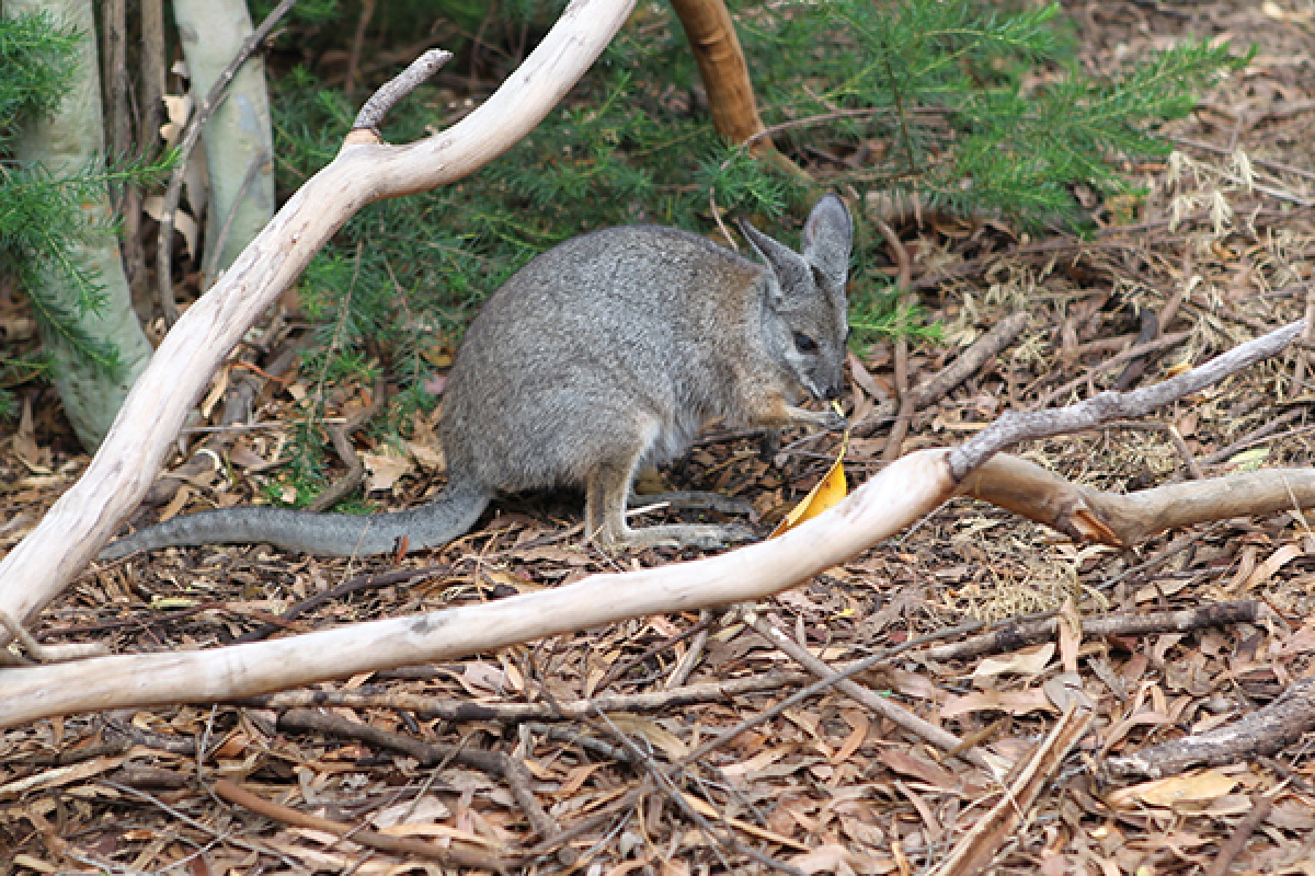 Tammar wallaby at Perth Zoo