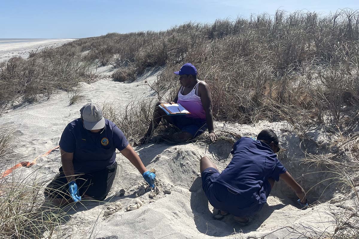 Karajarri Rangers conducting turtle monitoring at Eighty Mile Beach - Karajarri Traditional Lands Association