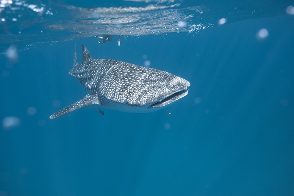 Swimming with whale shark (Rhincodon typus). Photo Tourism Western Australia