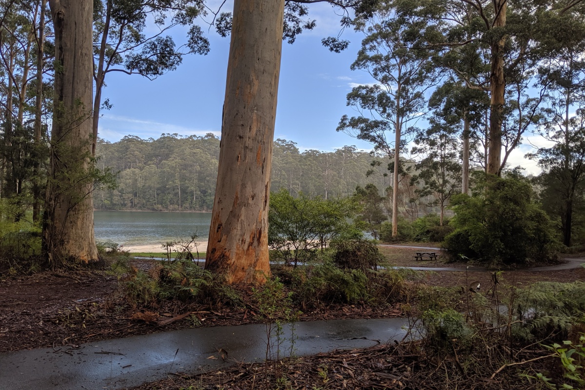 Big Brook Dam State forest. Photo by Bronwyn Wells