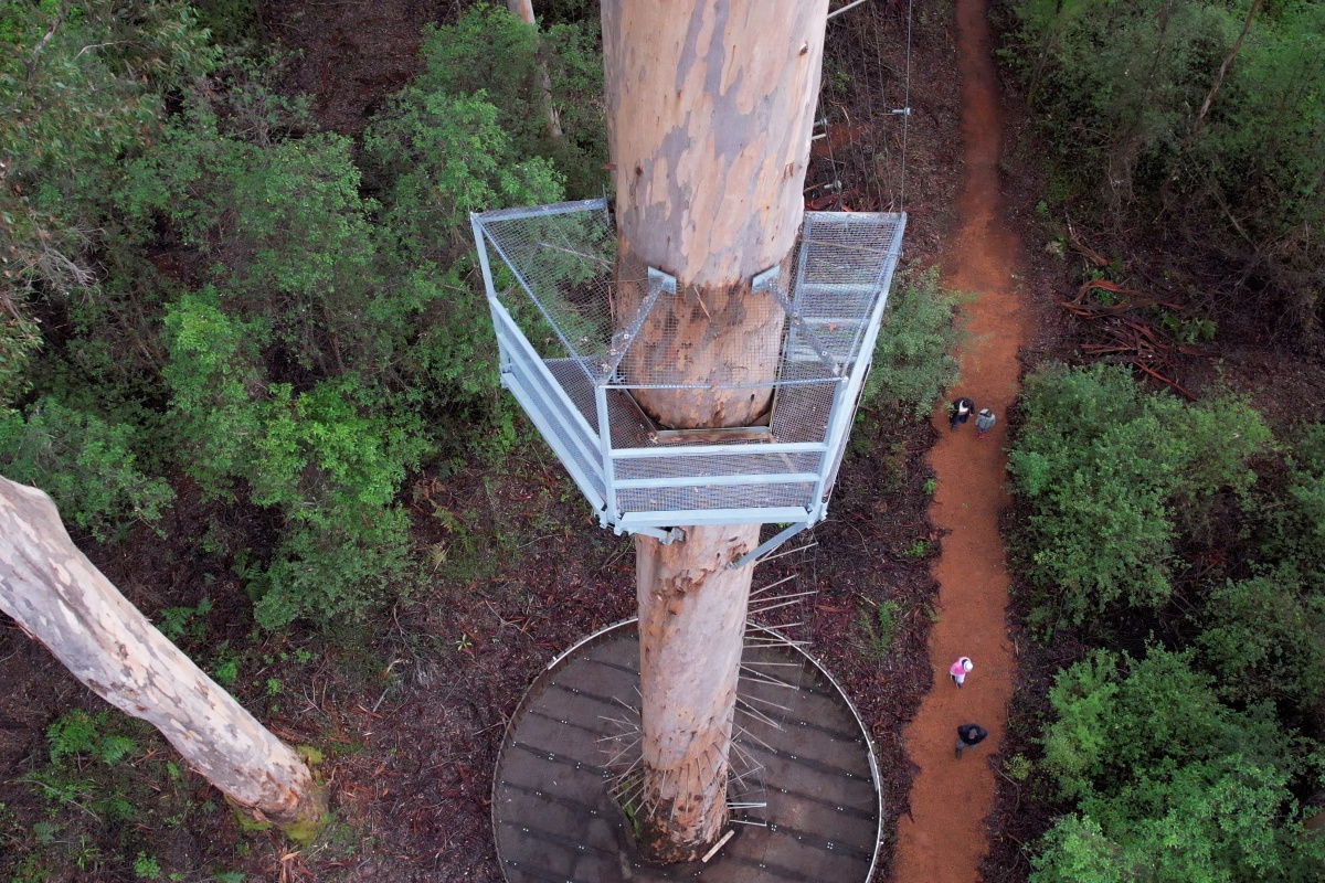 Bicentennial Tree 20 metre platform Warren National Park. Photo by DBCA
