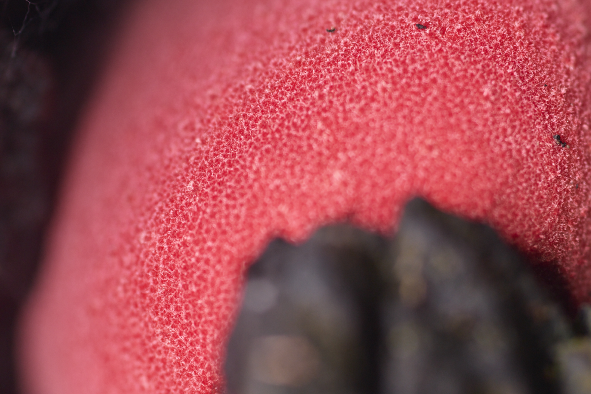 Fungi