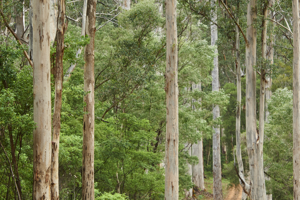 Pemberton forest
