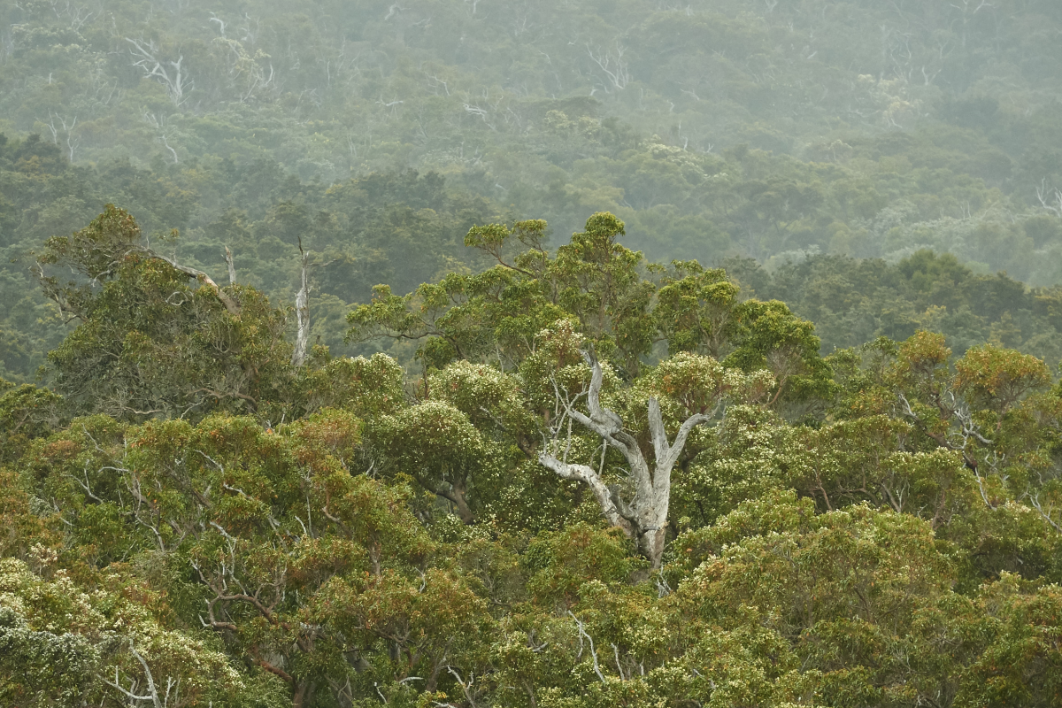 Pemberton Forest. Photo by Frances Andrijich/TWA
