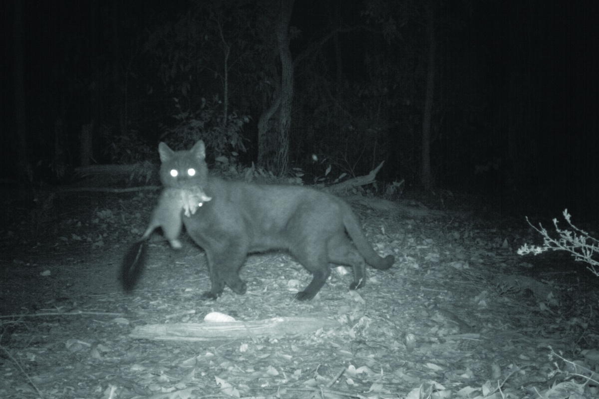 Feral cat caught on camera with a brush-tailed phascogale (Phascogale tapoatafa). Photo – DBCA 