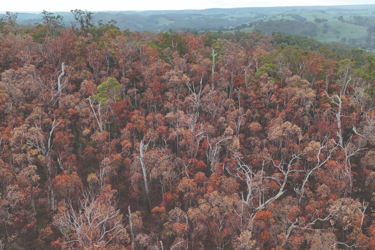 Djarraly (Eucalyptus marginata) or jarrah die-off between Kirup and Donnybrook. Photo – Joe Fontaine/Murdoch University 