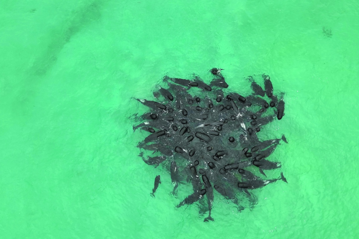 Aerial image of pilot whales huddling in a group prior to stranding at Cheynes Beach, 2023. Photos – DBCA 