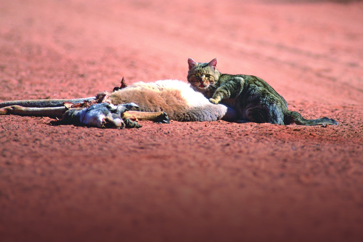 Feral cat feeding on a kangaroo roadkill carcass in South Australia. Photo – Adobe Stock 