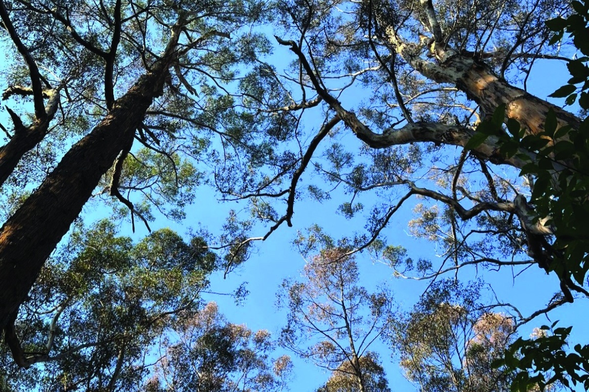 Karri die-off. Photo – George Matusik Murdoch University 