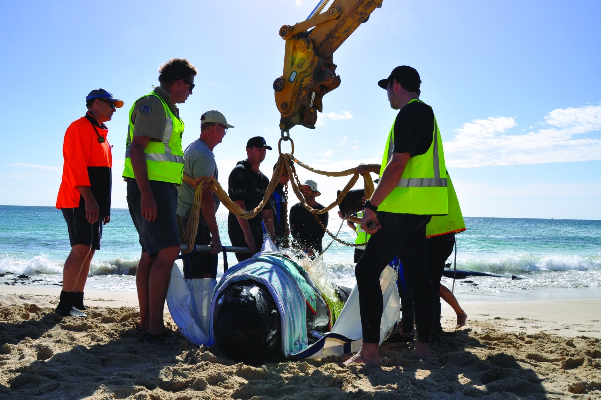 Whale stranded on beach