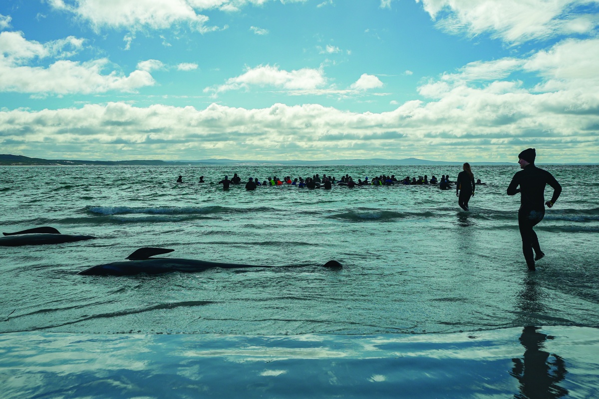Volunteers and whales in the water