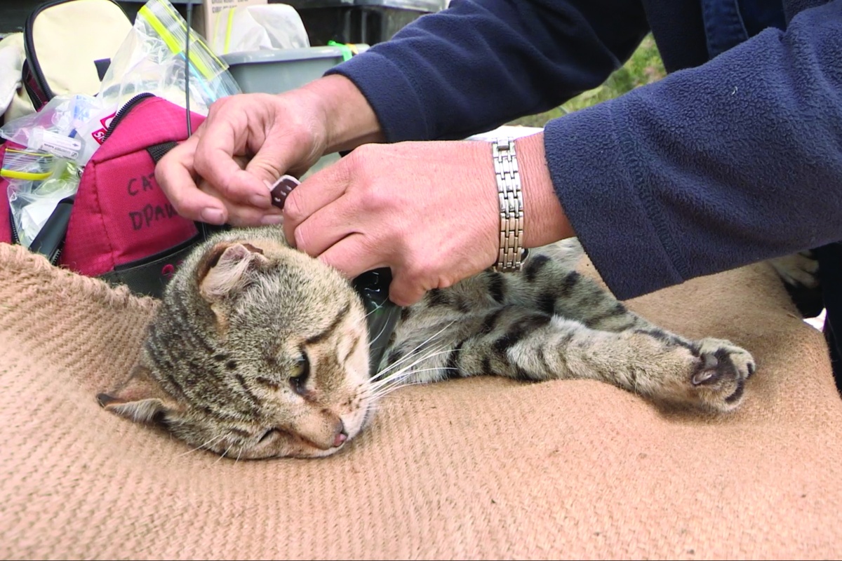 Feral cat being fitted with a GPS tracking collar. Photos – DBCA