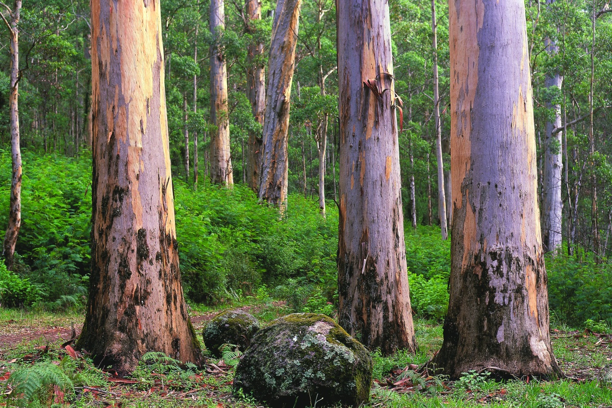  Karri trees (Eucalyptus diversicolor). Photo – Rob Olver