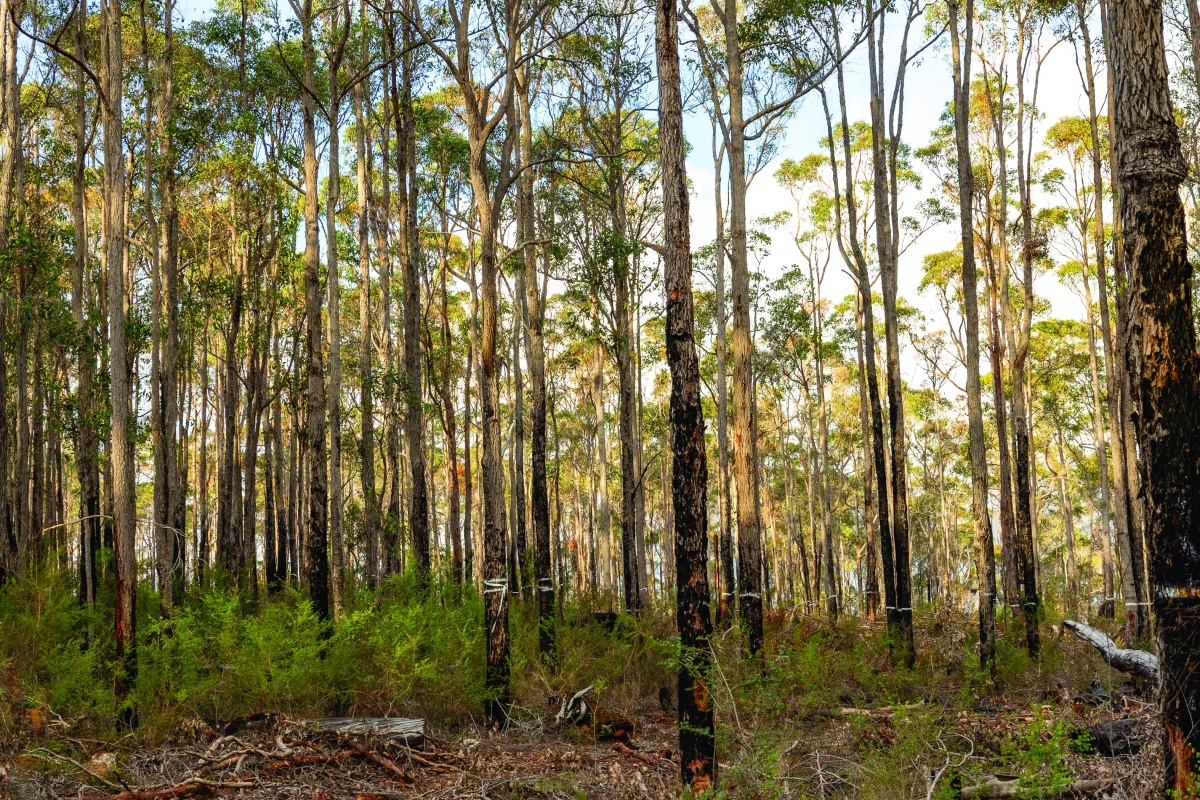 Comparison of no ecological thinning (left) and ecological thinning (right), in the djaaraly regrowth forest. Photo – Cliff Winfield 