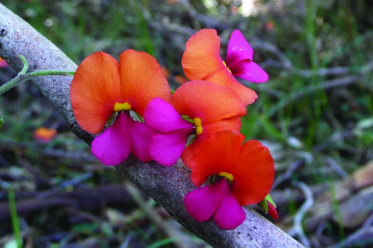 Holly flame pea (Chorizema ilicifolium) put on a colourful display. Photos – Bron Anderson/DBCA 