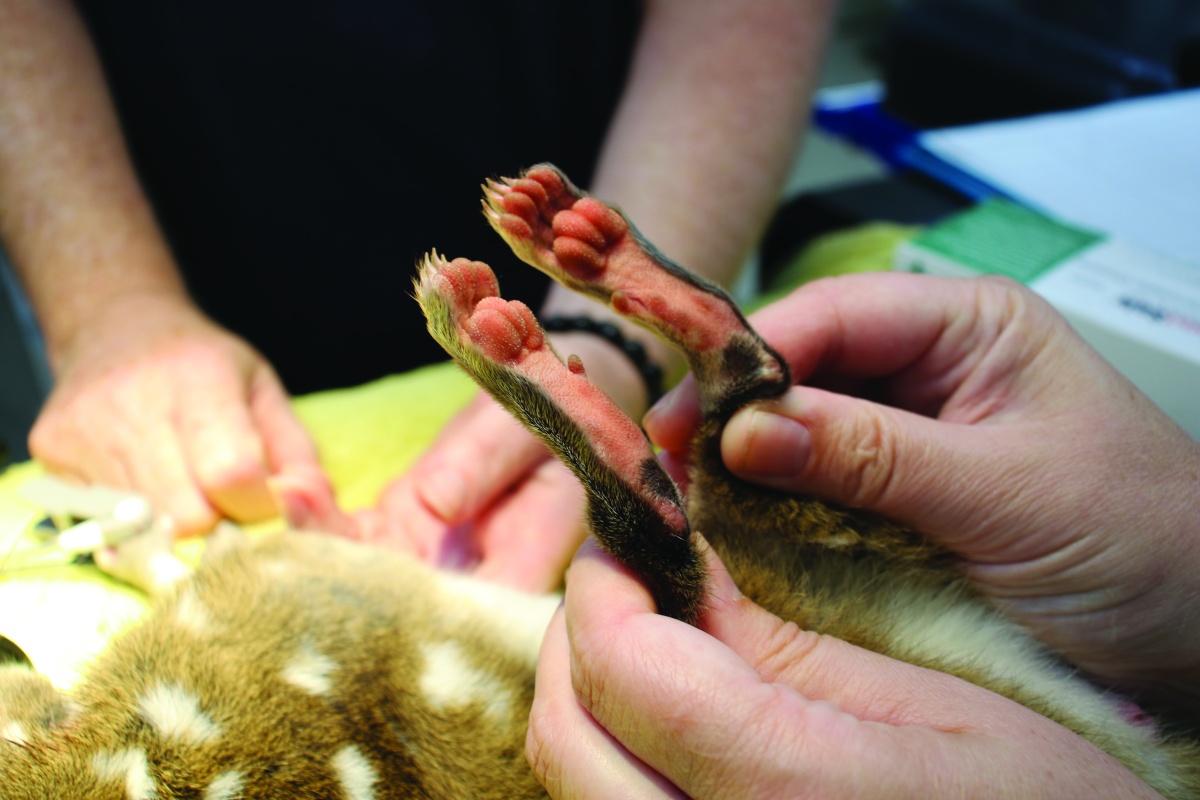 Bottom of chudith feet during a health check. Photo Taronga Conservation Society Australia