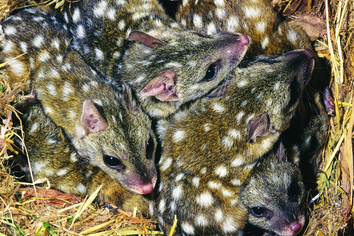 Young chuditch in the nest. Photo Jiri Lochman 