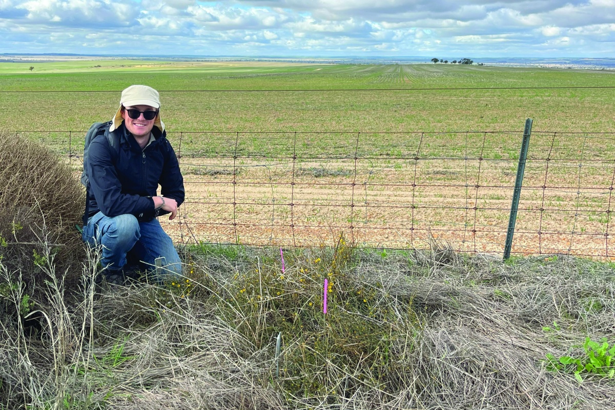 Collecting a genetic sample from a roadside tangle wattle plant. Photo – Rachel Binks/DBCA 