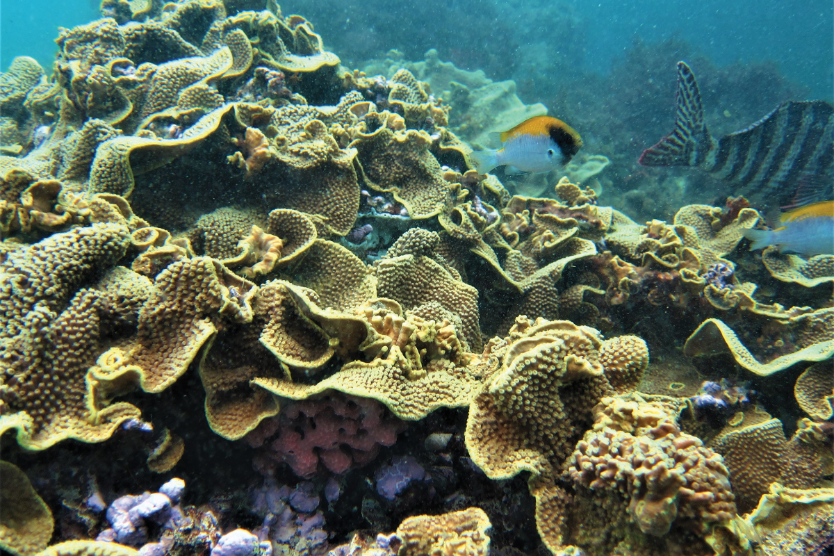 Bremer Bay corals. Photo – Claire Ross 