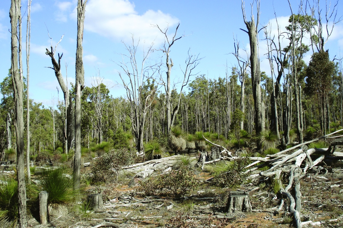 Dieback affected forest. Photo - DBCA Dead trees affected by dieback