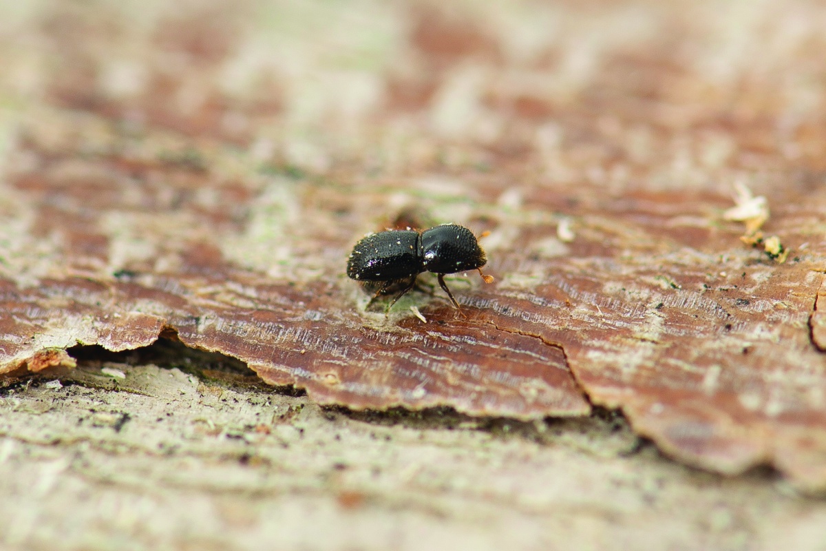 Polyphagous shot-hole borer on tree bark. Photo - DPIRD 