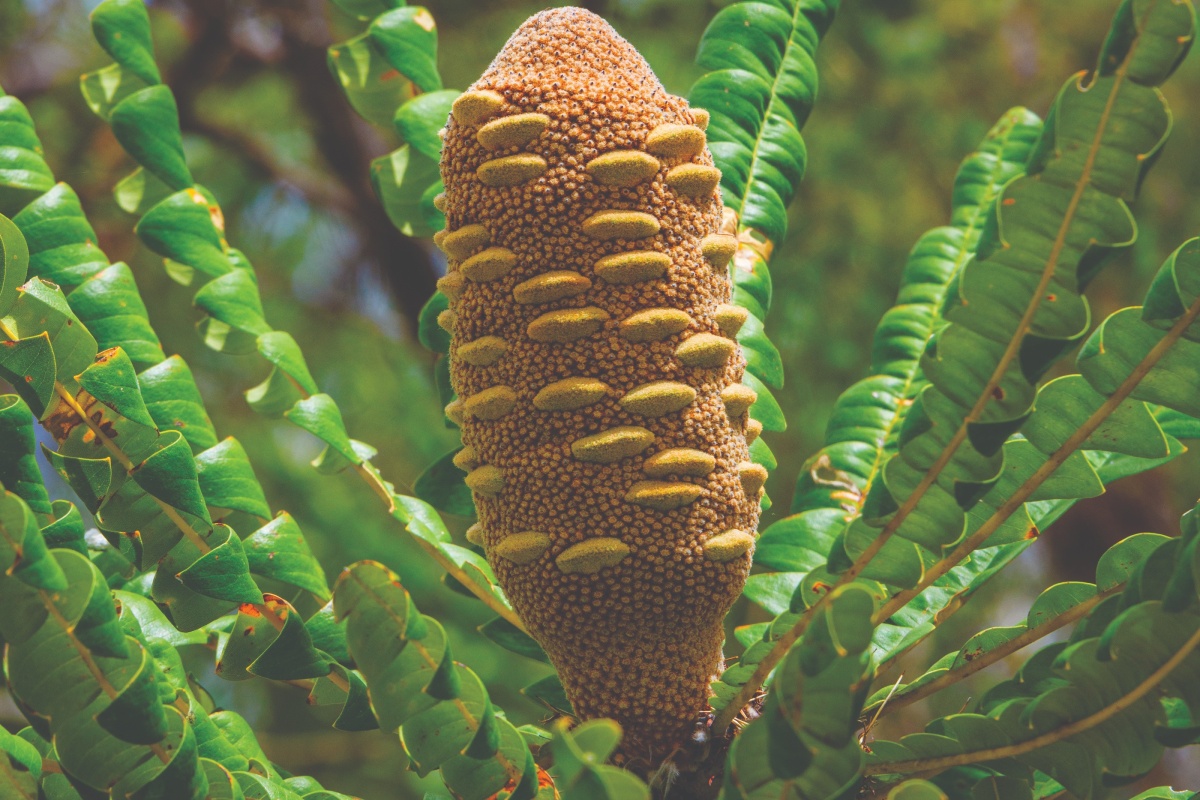 The woody cone of the mangite (Banksia grandis). Photo – Ian Brodie 