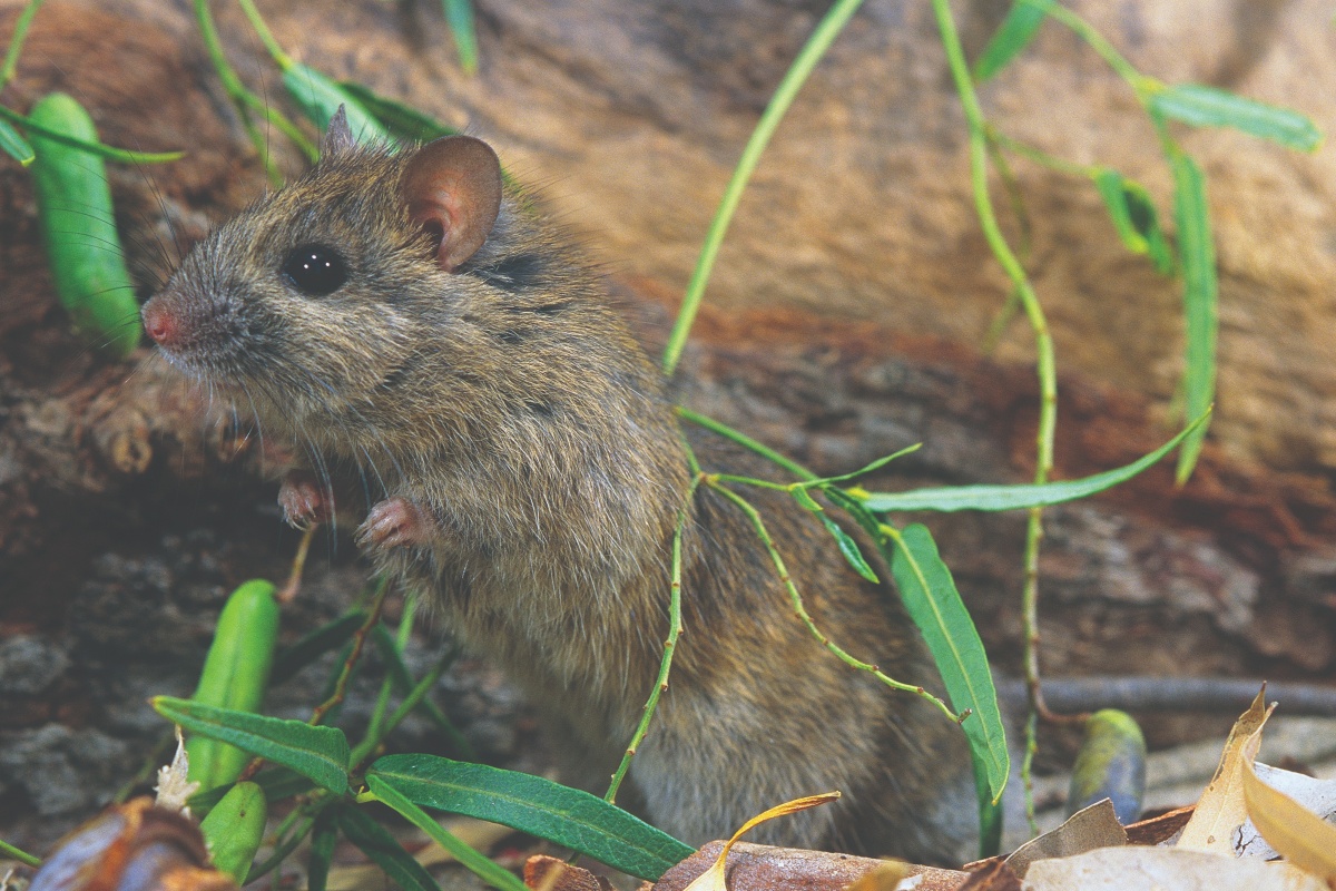 The bush rat (Rattus fuscipes) looks similar to the heath mouse. Photo – Jiri Lochman 