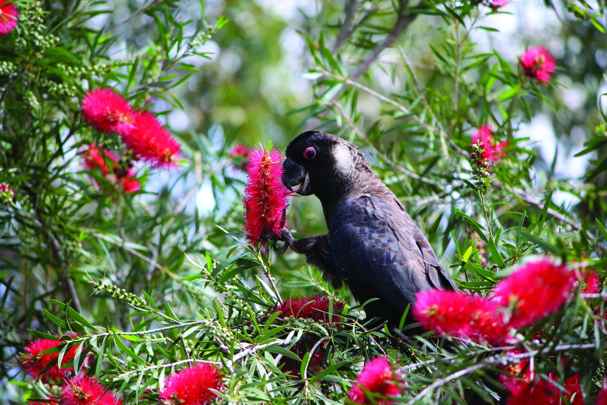 Bottlebrushes are a popular food source for bird pollinators, including Carnaby’s black-cockatoos (Zanda latirostris). Photo – Rachel Walmsley 