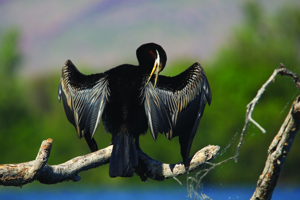 Australasian darter (Anhinga novaehollandiae) sunning itself on the banks of the Swan River. Photo – Simon Cherrima 