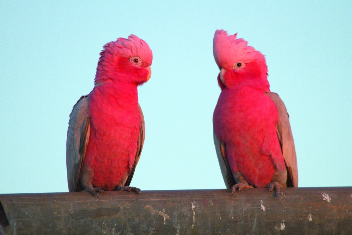Male and female galah sitting on a branch