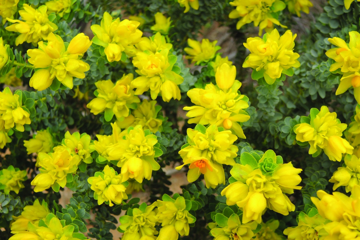 Geleznowia amabilis. Photo – Kelly Shepherd/DBCA 