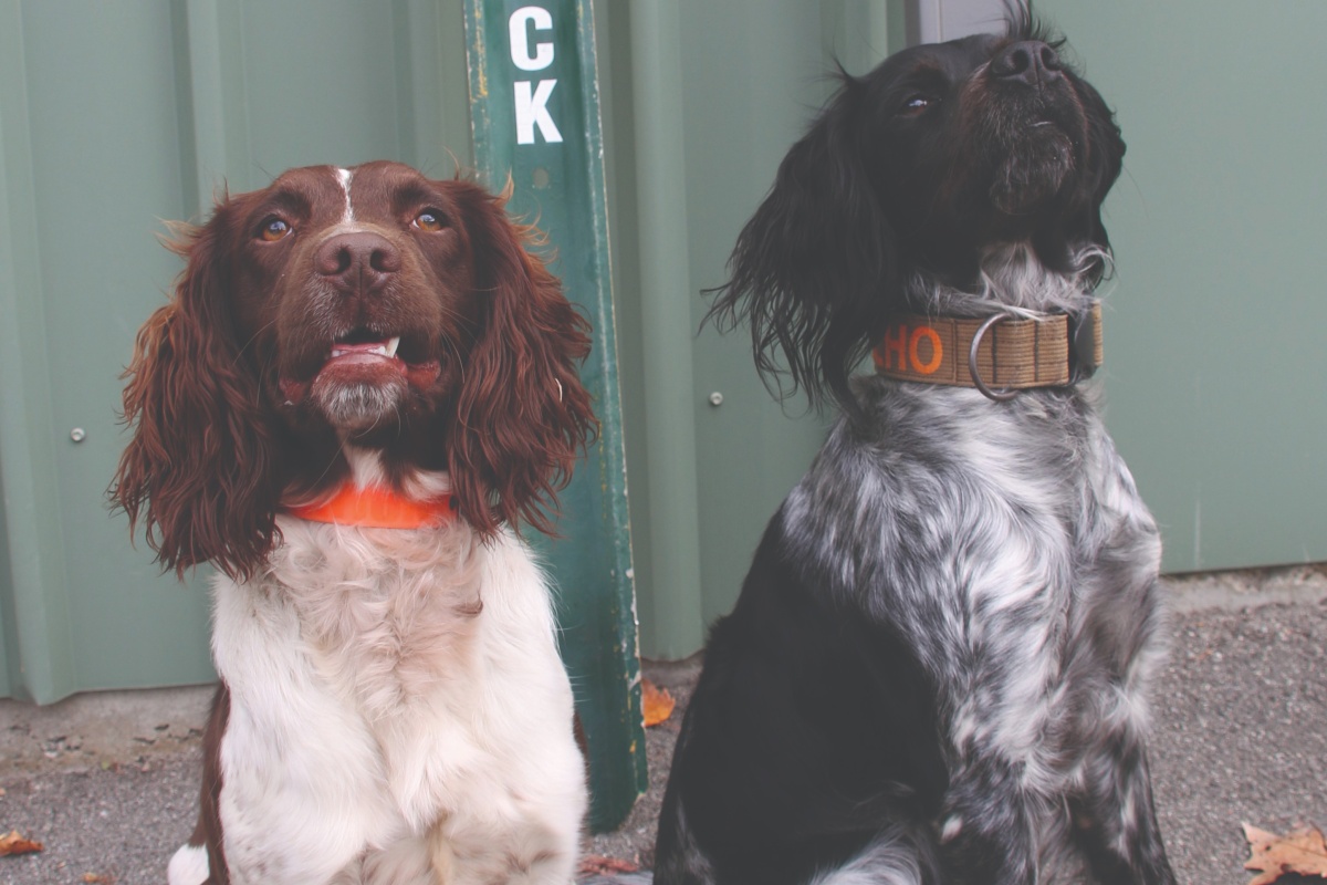 Alice (left) and Echo (right) at DBCA’s Kensington HQ. Photo – Alex Gore/DBCA 