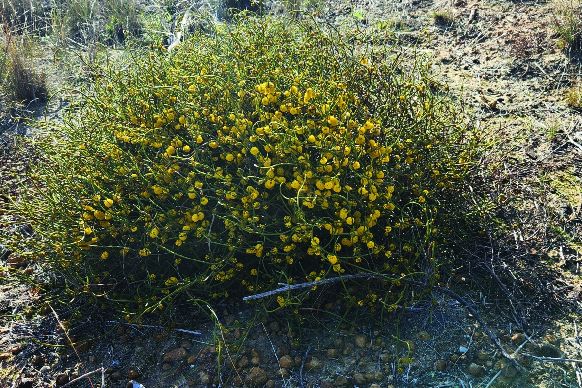Tangle wattle is a small shrub that flowers in winter.  Photo Andrew Crawford/DBCA