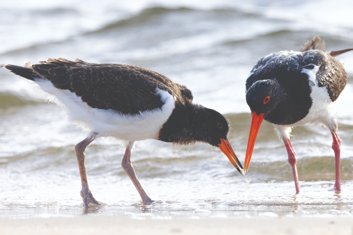 Two shorebirds on the riverbank