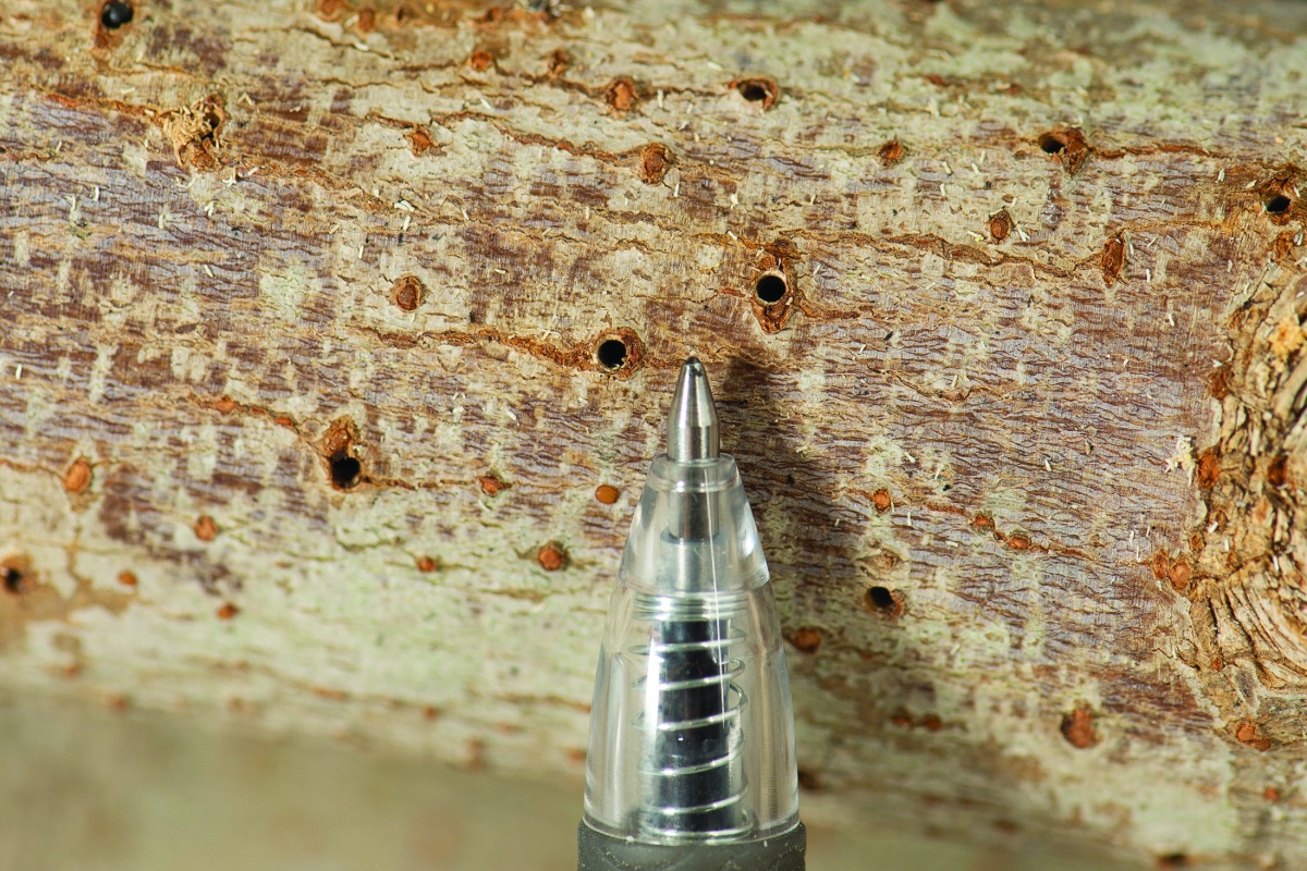 Placing a ballpoint pen next to a bore hole assists DPIRD in assessing the size of the holes. Photo - DPIRD 
