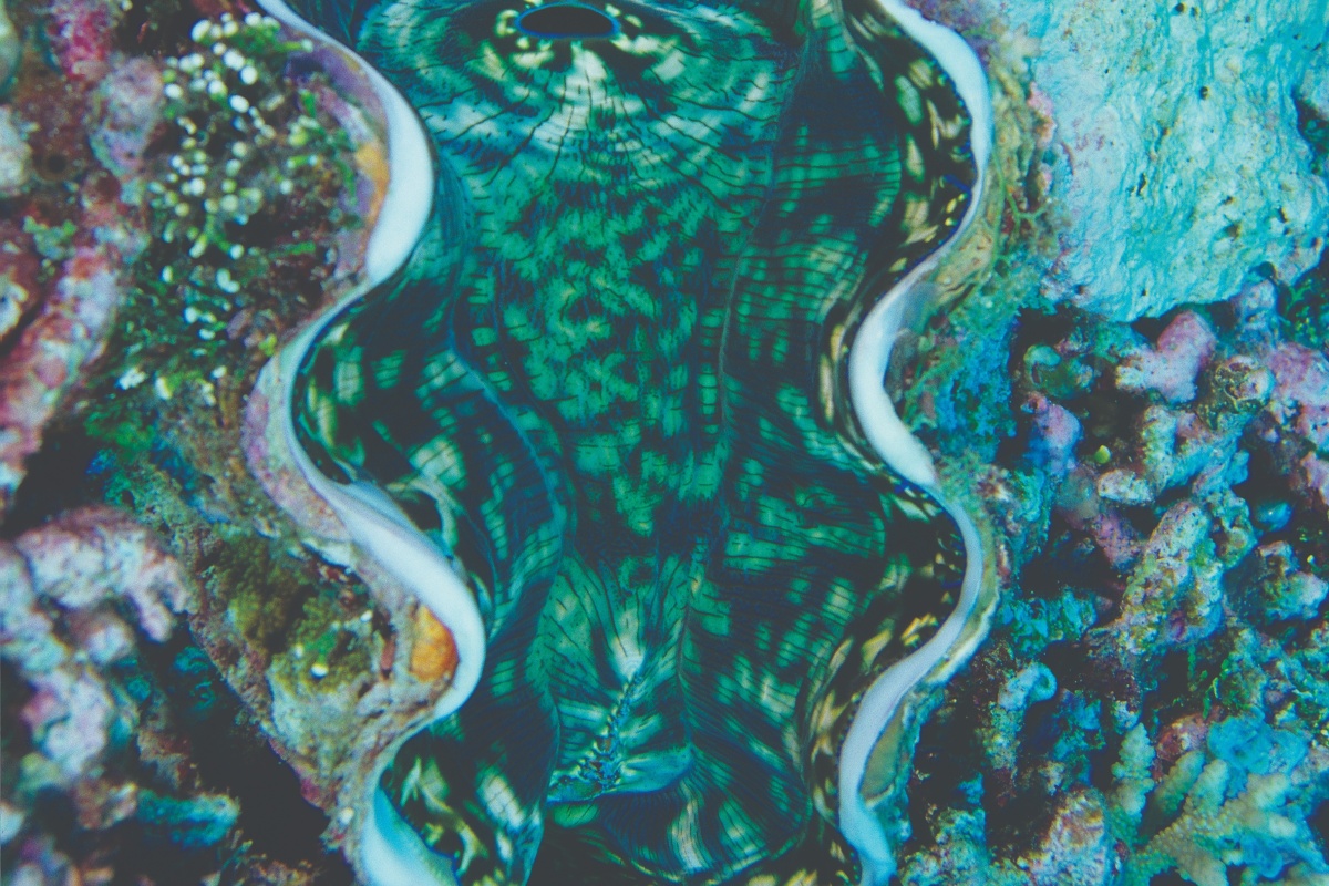 The mantle of giant clams (Tridacna sp.) have unique patterns. Photo – Clay Bryce/Lochman Transparencies 