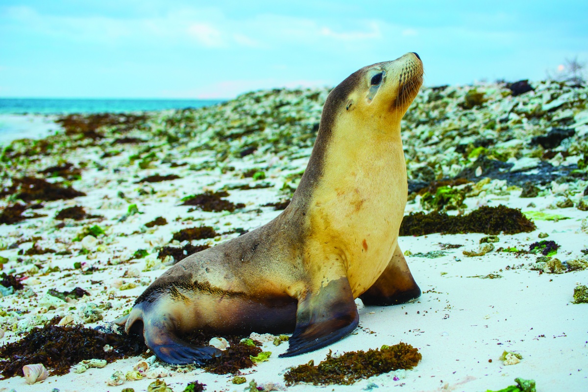 Australian sea lion resting on the beach (Neophoca cinerea). Photo – Jiri Lochman 