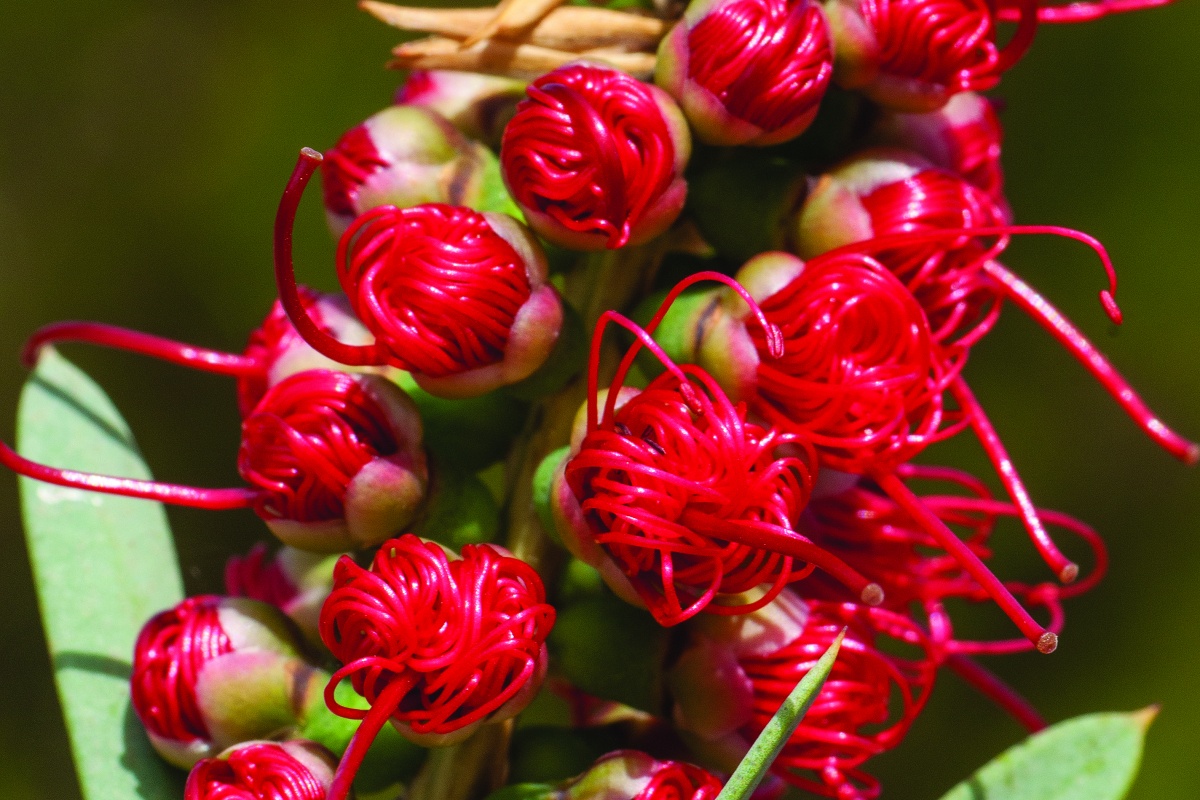 Beautiful stamens, ready to blossom. Photo – Jiri Lochman 