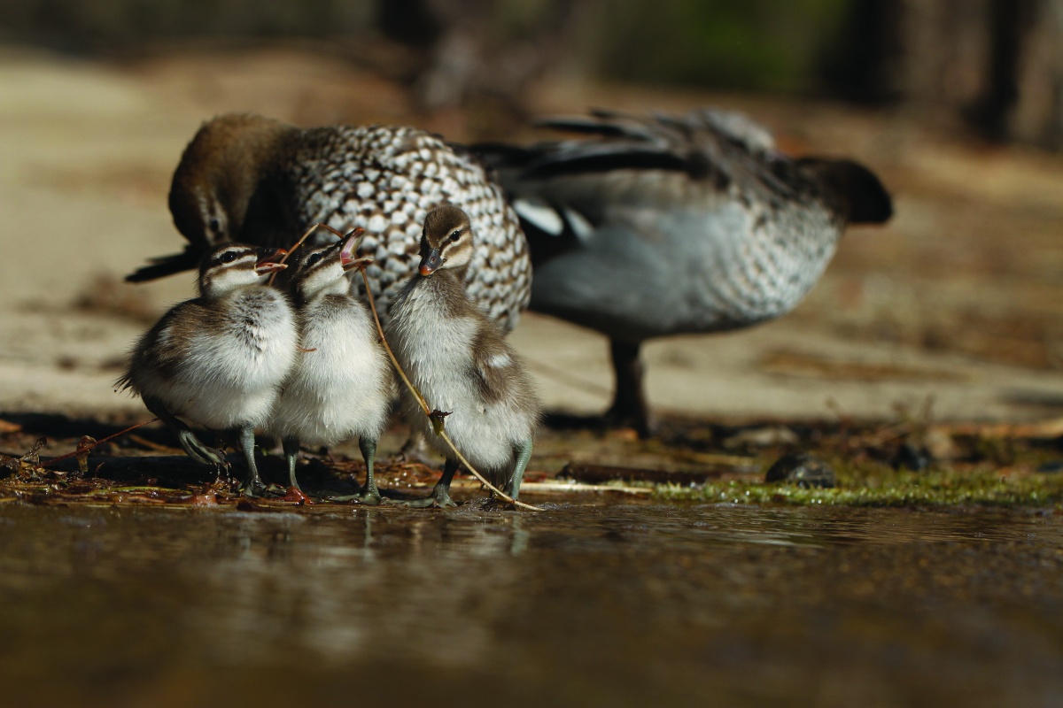  Australian wood ducks (Chenonetta jubata). Several species of ducks    nest along the shores of the river. Photo – Simon Cherriman 