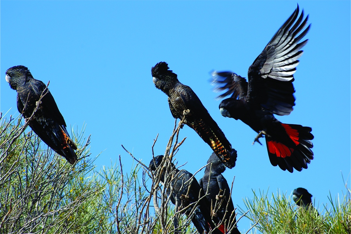 Forest red-tailed black cockatoos (Calyptorhynchus banksii). Photo – Doug Coughran/DBCA