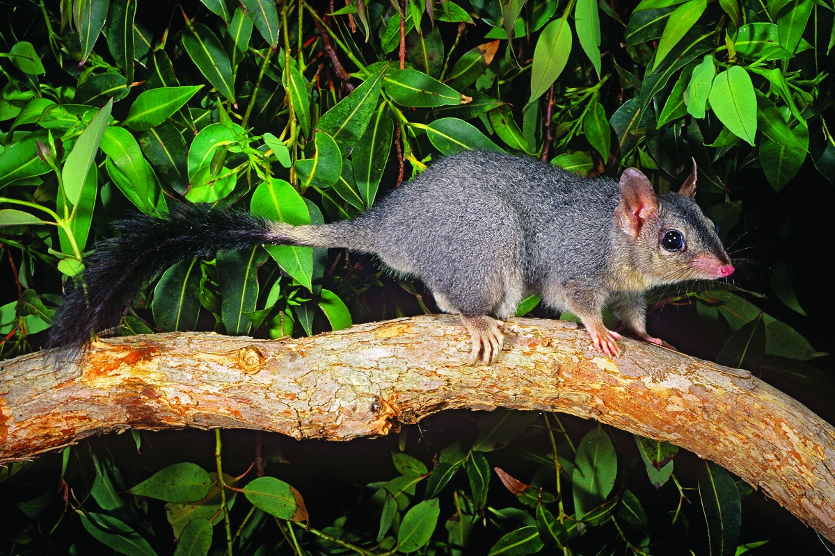 Wambenger brush-tailed phascogale (Phascogale tapoatafa wambenger) Photo – Jiri Lochman 