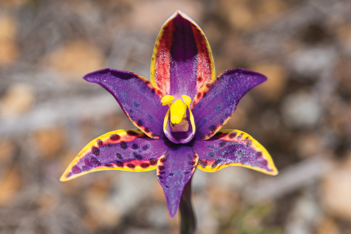 Queen of Sheba (Thelymitra speciosa). Photo – Ann Storrie 